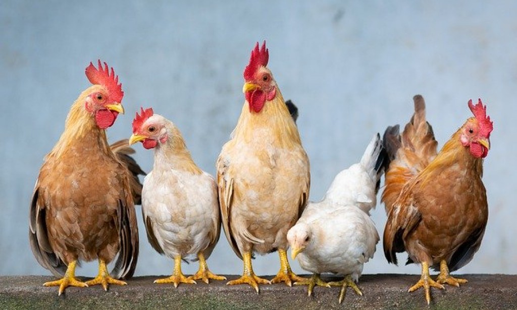 鶏はペットとして飼える なつく品種を紹介します